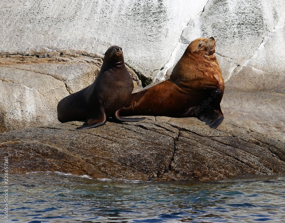 Fototapeta premium Seelöwen