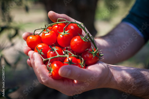 Pomodori freschi