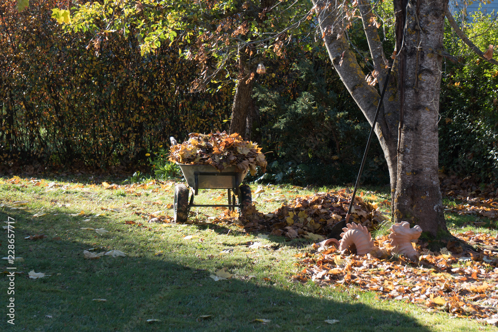Garden cart with collected maple leaves on an autumn morning in the farm