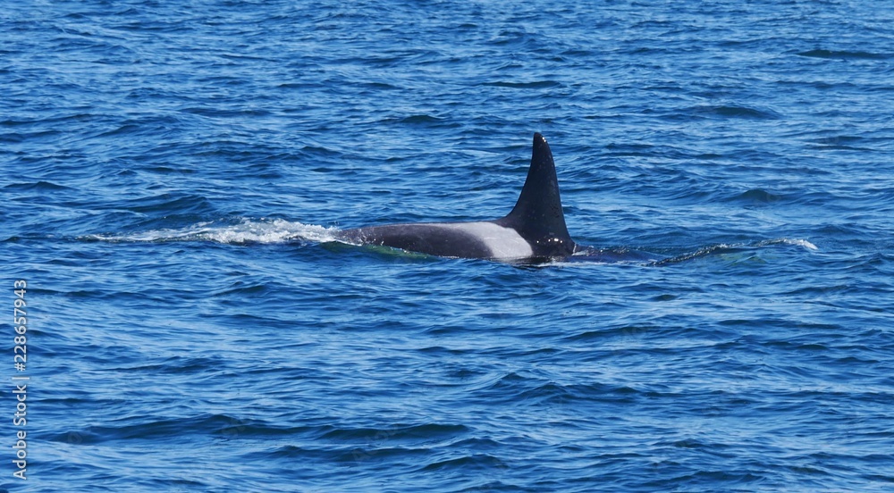 Fototapeta premium Wal