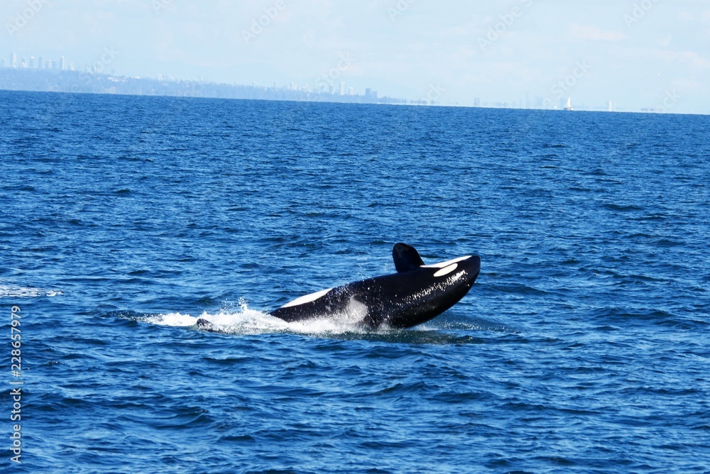 Fototapeta premium Wal