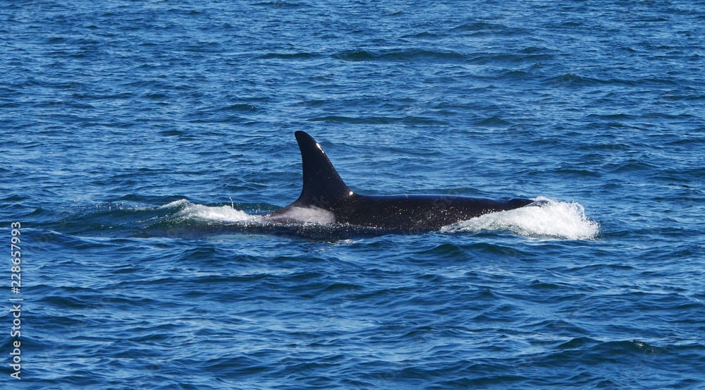 Fototapeta premium Wal