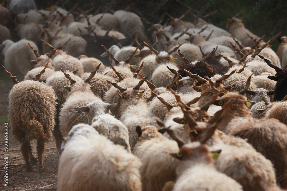 Fototapeta premium Flock of sheep in low lights rural scene at animal farm