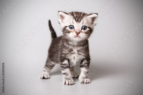 American shorthair cat on colored backgrounds