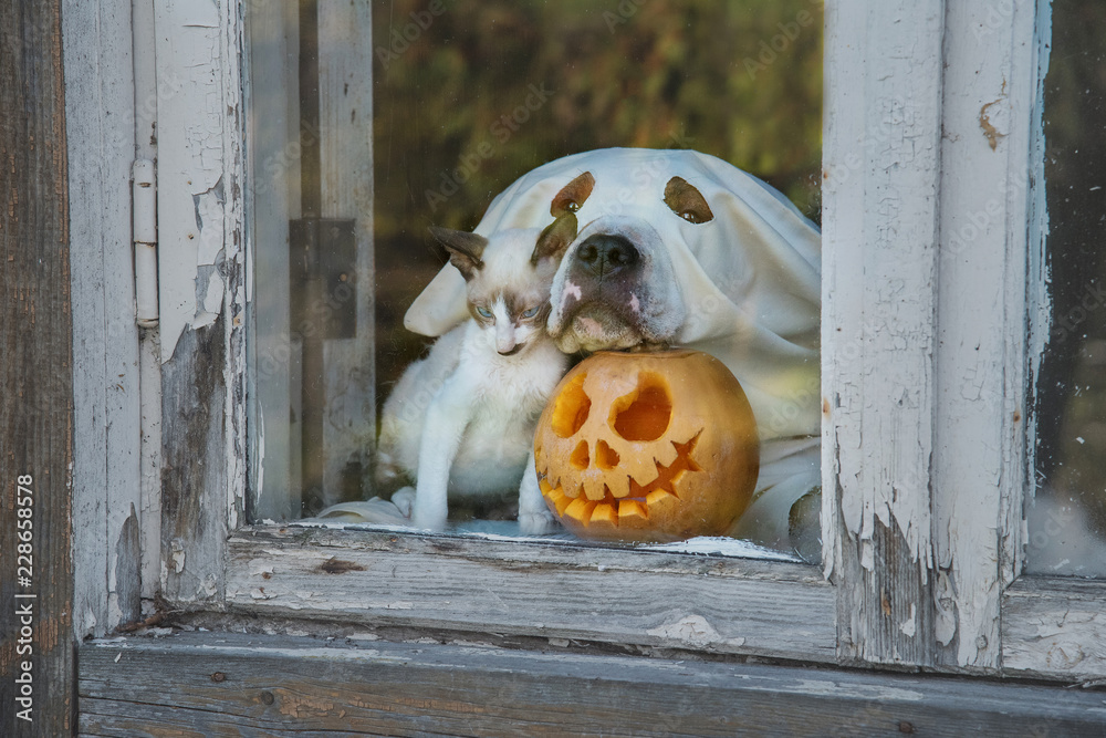 Obraz premium Pies ubrany jak duch i mały kotek z dynią halloweenową
