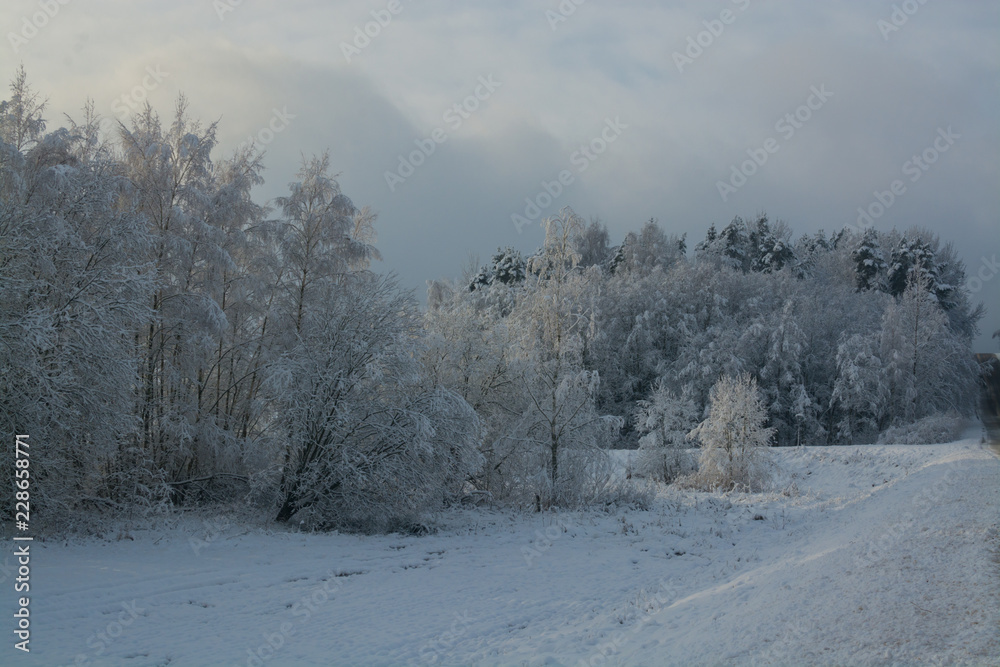 Зимний пейзаж. Облачный день, много снега: все ветки деревьев в снегу.