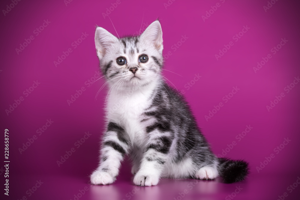 American shorthair cat on colored backgrounds