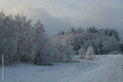 Зимний пейзаж. Облачный день, много снега: все ветки деревьев в снегу. © mikhailava