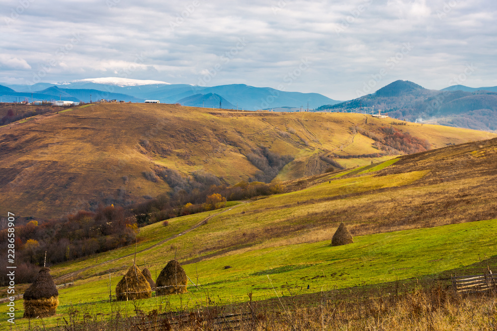 haystacks on the rural fields. lovely countryside scenery in mountains. distant mountain with snowy top under the overcast november sky haystacks on the rural fields. lovely countryside scenery in mountains. distant mountain with snowy top under the overcast november sky