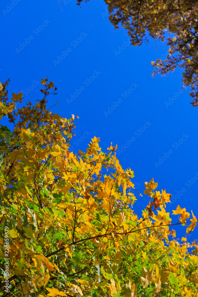 Yellow autumn maple tree in the city park isolated on blue sky.