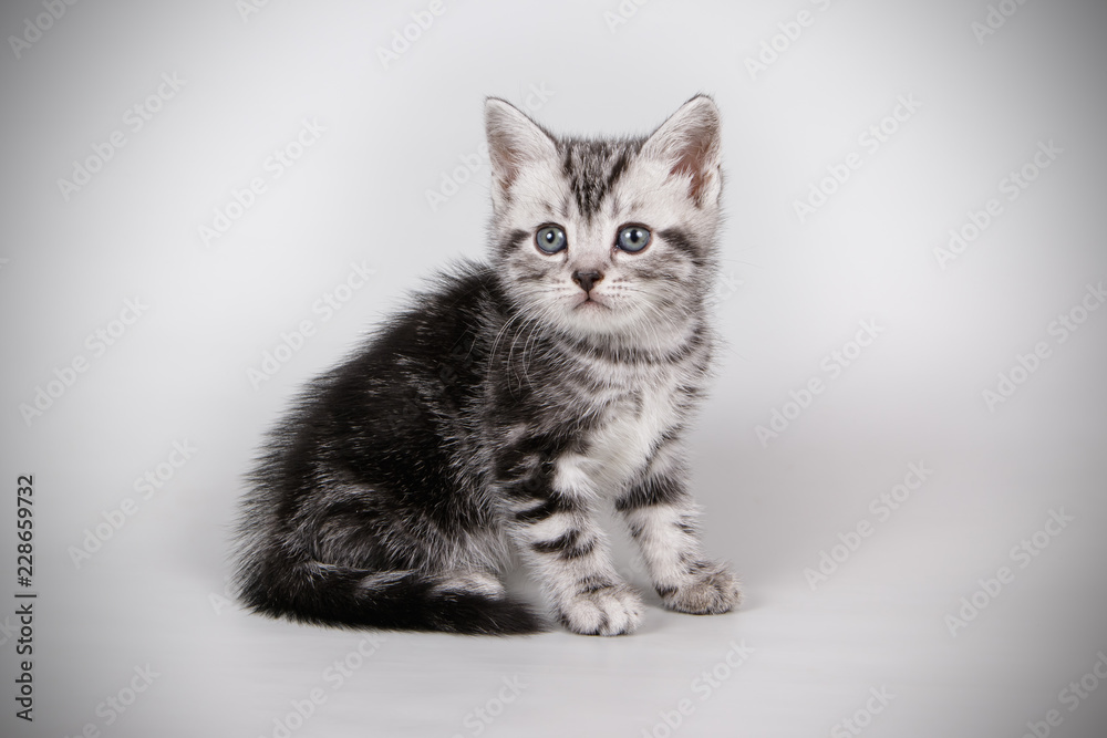 American shorthair cat on colored backgrounds