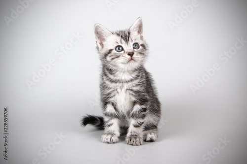 American shorthair cat on colored backgrounds