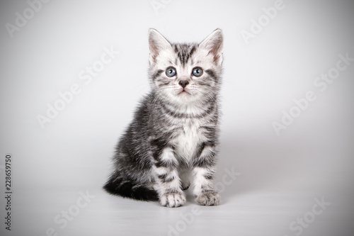 American shorthair cat on colored backgrounds