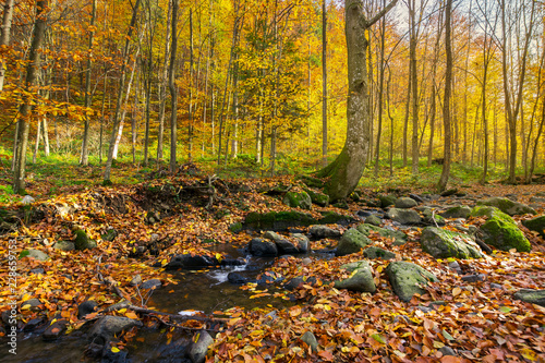 brook among the trees. fallen foliage among the rocks. beautiful autumn scenery