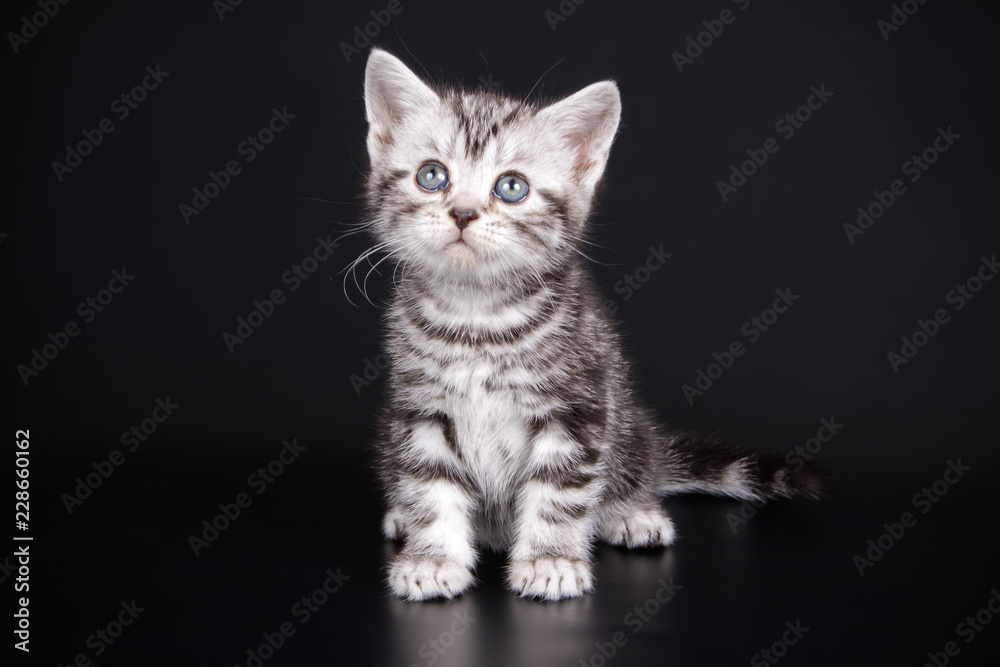 Fototapeta premium American shorthair cat on colored backgrounds