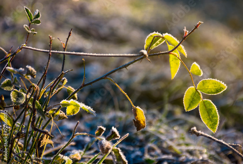 plant in hoar frost in morning light. lovely nature background in late autumn
