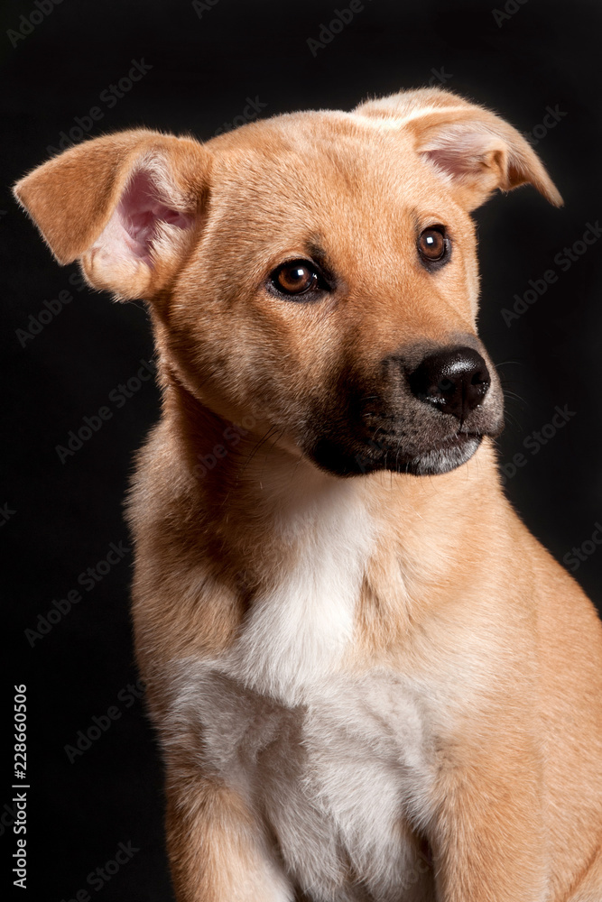Hund Welpe Ridgeback Hund Welpe Ridgeback