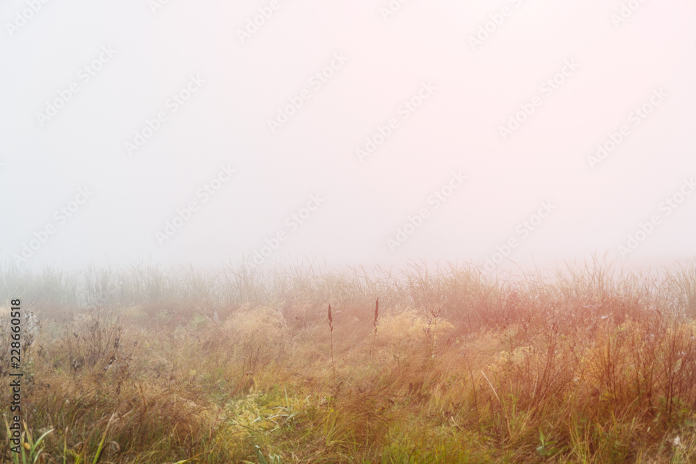 Autumn fog over a meadow