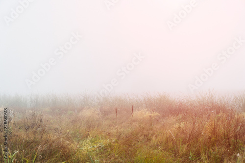Autumn fog over a meadow