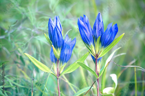 Fototapeta Naklejka Na Ścianę i Meble -  Blue flower campanula meadow on a natural background