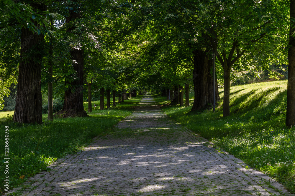 A tree-lined road in the summer