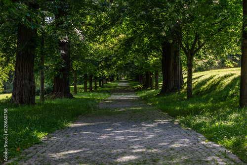 A tree-lined road in the summer