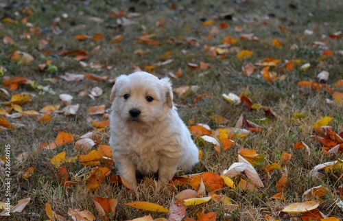 a little white puppy in autumn leaves 