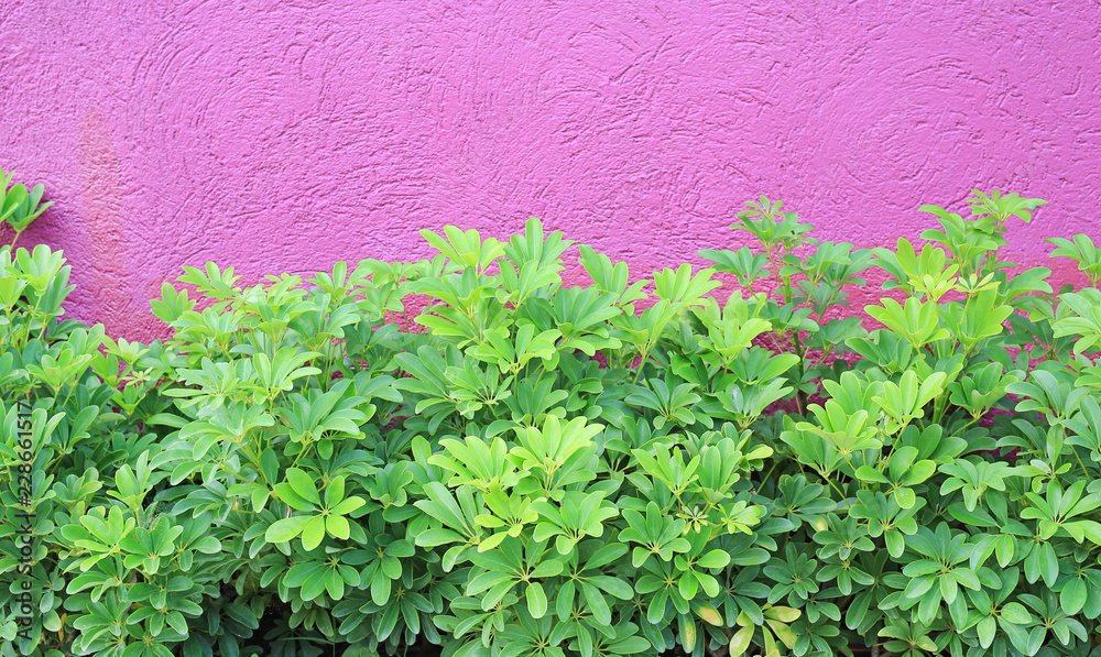 Small decoration tree and rough deep pink wall. Small decoration tree and rough deep pink wall.