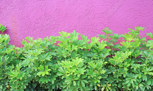 Small decoration tree and rough deep pink wall.