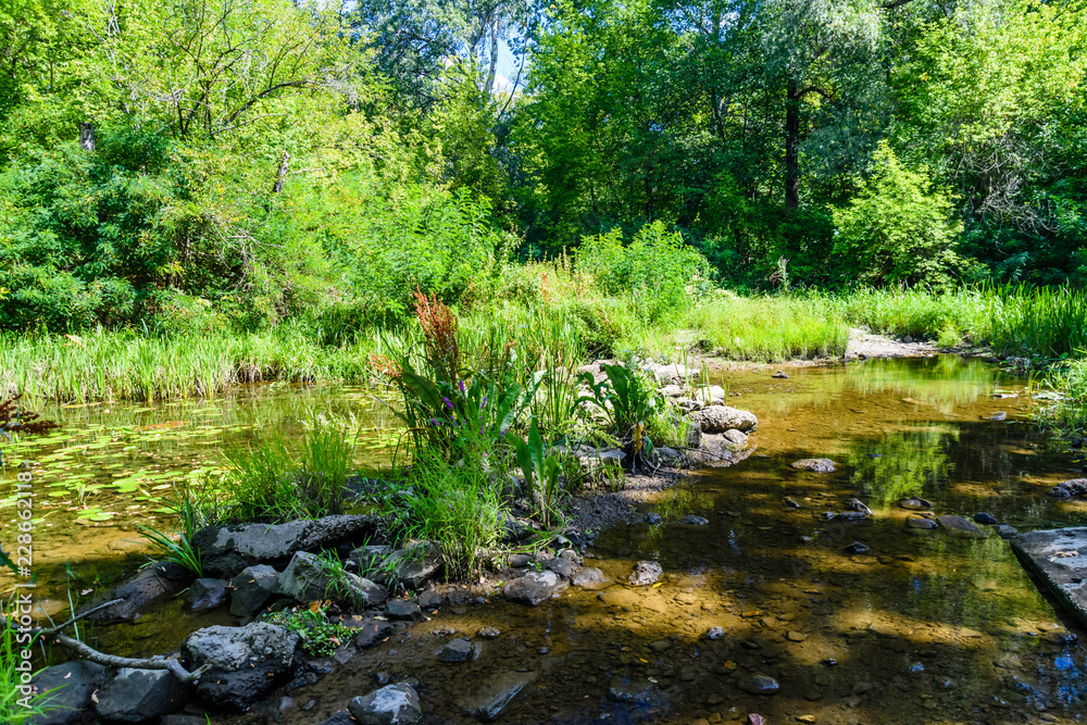 Small river in a forest on summer Small river in a forest on summer