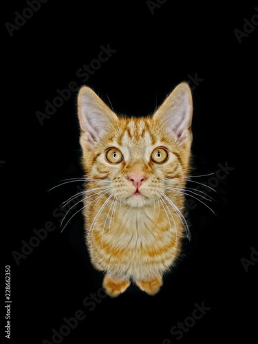 Funny ginger kitten looking curious up to the camera. Isolated on black background. 