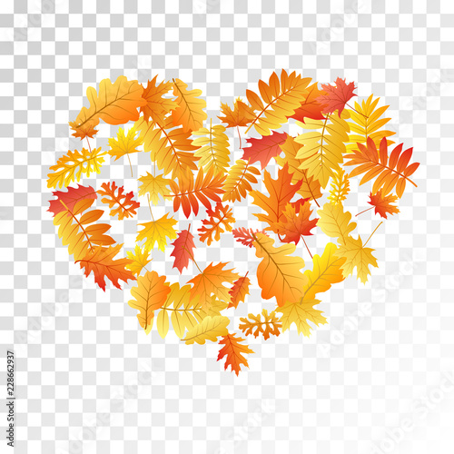 Oak, maple, wild ash rowan leaves