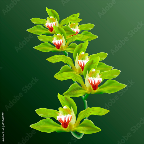 Green Orchid Flowers in branch Vector isolated on background. 3d realistic Vector Orchids Illustration for poster, card, invitation, commercial.