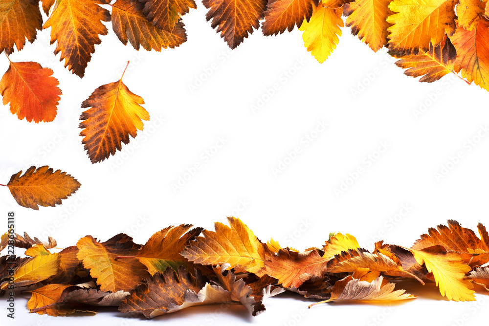 Autumn composition of leaves on a white background. Concept copy space. Autumn composition of leaves on a white background. Concept copy space.