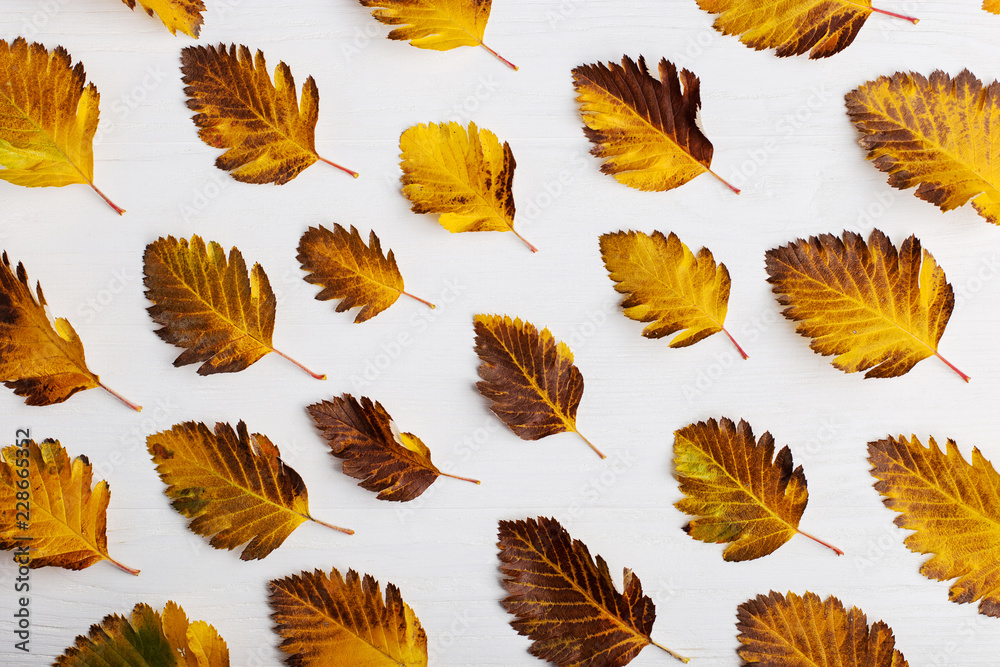 Autumn composition of leaves on a white background. Concept copy space.