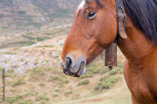 Portrait of a brown horse in the mountain 