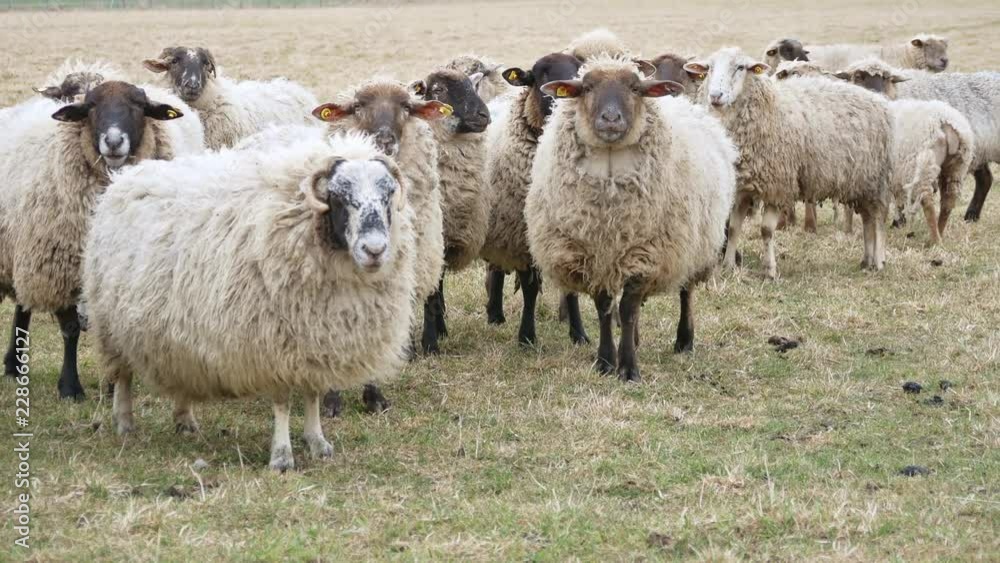 Left to right pan: Curious domestic sheep looking into the camera. (Saxony, Germany) Left to right pan: Curious domestic sheep looking into the camera. (Saxony, Germany)