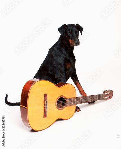 Dobermann sitting behind a guitar, isolated against a white background