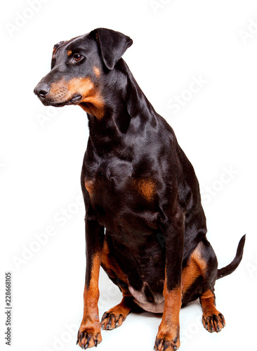 Photo Black sitting dobermann bitch, isolated against a white background