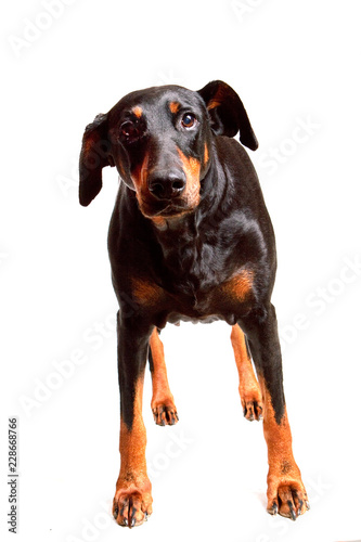 Dobermann - with a "Why Me", expression.  Standing looking at the camera with one ear up and one down © KDImages