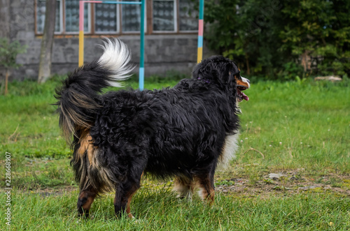 A dog of the Berner Sennenhund breed during a walk on the street © Cliff