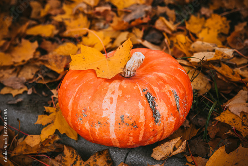 big pumpkin in autumn background with fallen leaves  Halloween