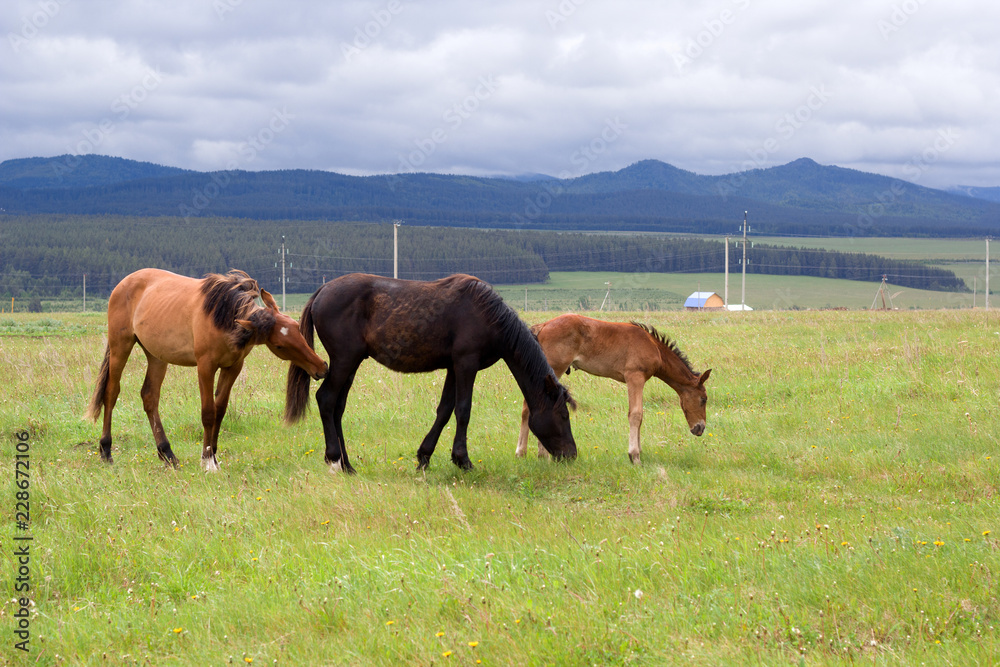 horses grazing on the ranch