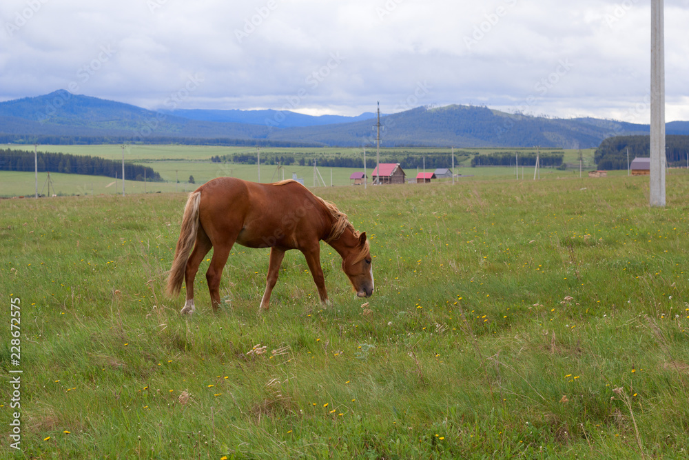 red horse grazing on the field