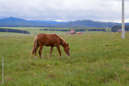 Fototapeta Naklejka Na Ścianę i Meble -  red horse grazing on the field