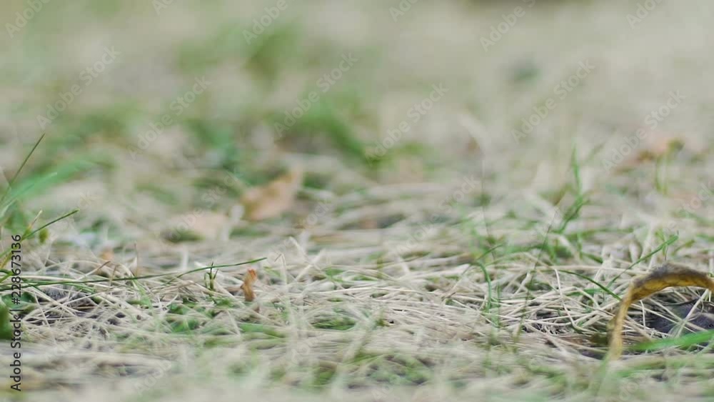 Green grass rack focus to young lady lying in park, beautiful woman look camera