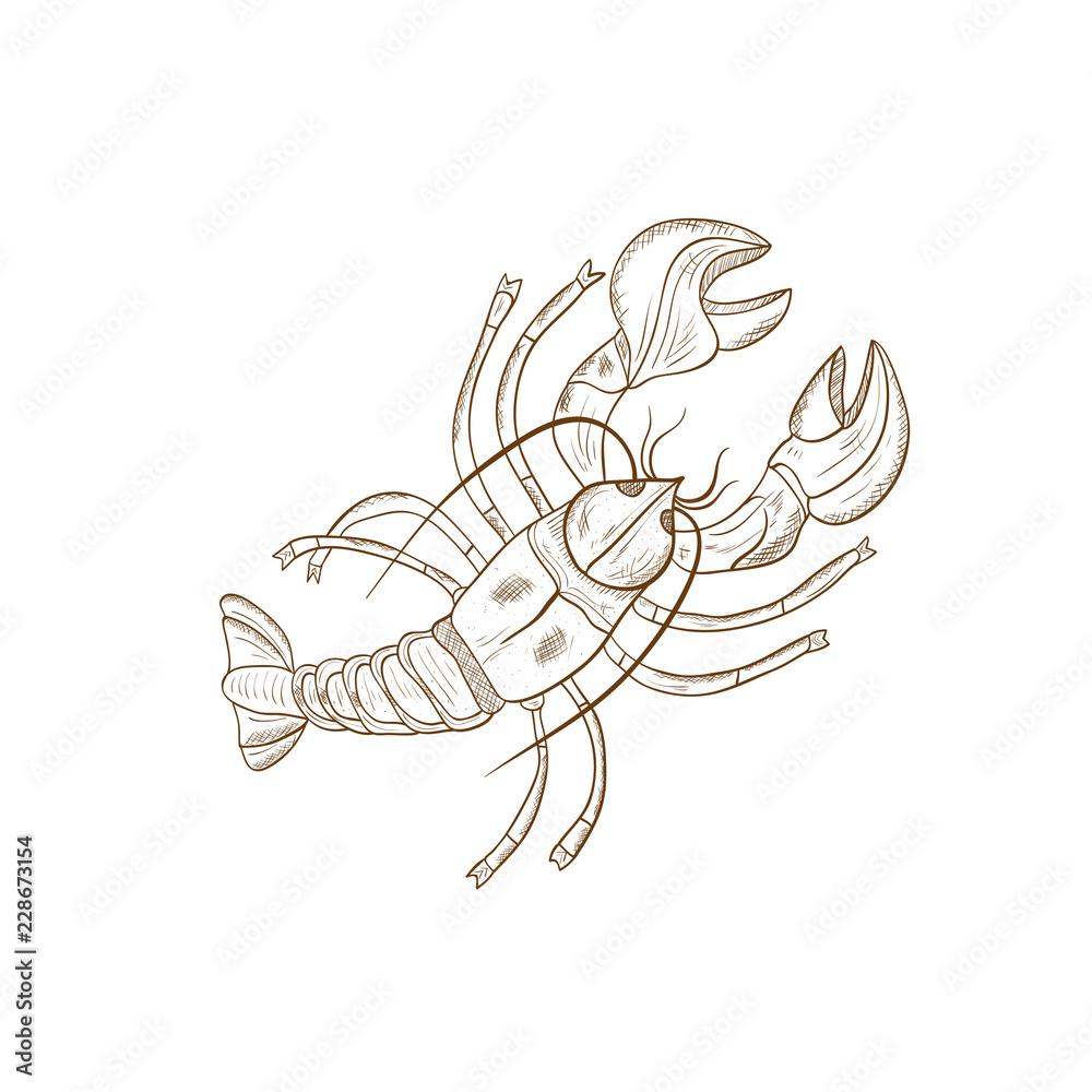 Cancer of the river. Solid color pattern. Sketch. before.