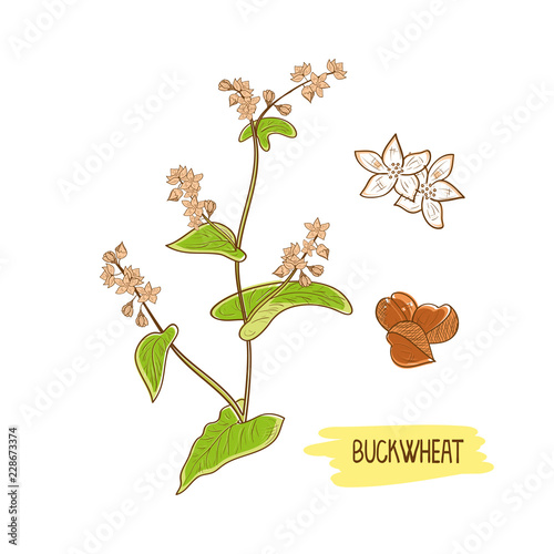 Buckwheat. Grain, flower, leaves and stem. Sketch. Color pattern