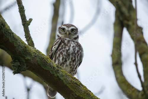 Little owl on a branch