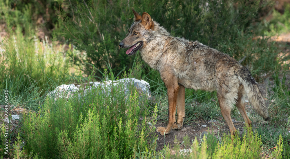 Iberian wolf in the bush looking to the left of the frame